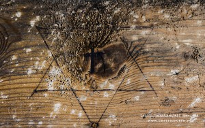 Ein Kreuz in einem Davidstern: Das Kreuz ist das wichtigste Symbol des Christentums. Jesus Christus wurde an einem Kreuz hingerichtet. Der Davidstern hingegen (hebr. מגן דוד, Magen David „Schild Davids“), benannt nach König David, ist als religiöses Symbol der Juden zu verstehen. Text: © Uta Fischer, All rights reserved